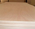 okoume plywood