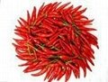 paprika oleoresin (oil soluble,water