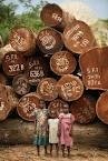 TImber from central African for sale