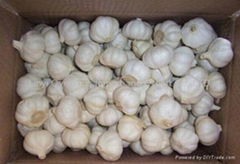 Fresh Garlic 