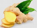 Fresh Ginger 1