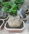 Ficus with Stone