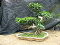 Aerial roots Ficus（Double Combination）