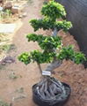 Aerial roots Ficus ("S" shape) 1