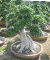 Aerial Ficus(Tigen type)