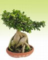 Ginseng Ficus 1