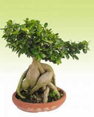 Ginseng Ficus