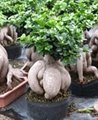 Ginseng Ficus 2