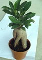 Miniature Ficus 1