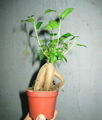 Miniature Ficus 2