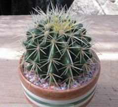 Golden Ball Cactus(Echinocactus Grusonii)