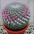 Mammillaria Hahniana