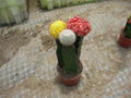 Grafted Cactus 1