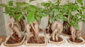 Miniature Ficus 4