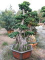 Aerial Ficus(Tigen type) 4