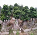 Aerial Ficus(Tigen type) 5