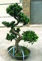 Aerial roots Ficus ("S" shape) 2