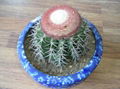 Melocactus Amoelnus 1