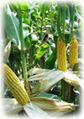 Corn grains 1