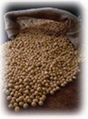 Soya Beans 1