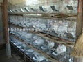 Rabbit Cage Supplier