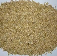 feed barley