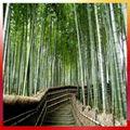 Selling bamboo  1