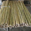 Bamboo cane 2
