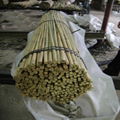 Bamboo cane 4