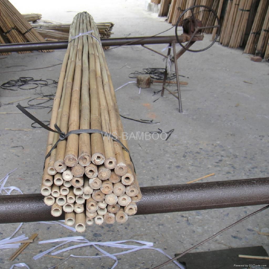 Tonkin bamboo 5