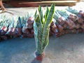 Sansevieria 1