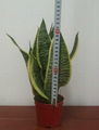 Sansevieria 2