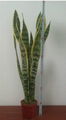 Sansevieria 3