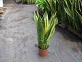 Sansevieria 4