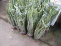 Sansevieria 5