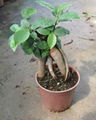 Ficus Microcarpa