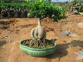 genseng ficus 4