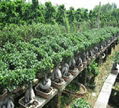 genseng ficus 5