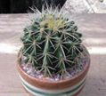 Golden barrel cactus