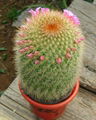 Flowering cactus