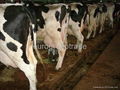 Livestock cattle 3