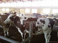 Livestock cattle 4