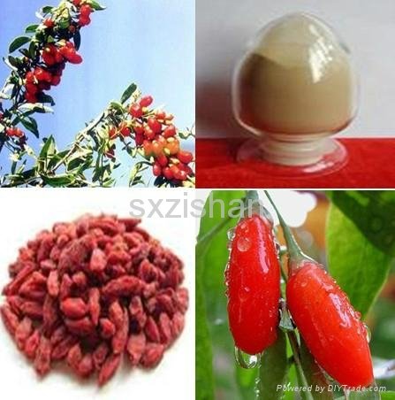 20%, 40%, 60% Barbary Wolfberry Fruit plant extract 