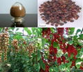 Schisandra plant Extract 1