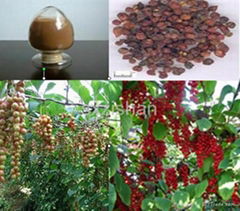 Schisandra plant Extract