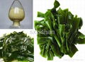 10%-50% FUcoxanthin plant extract