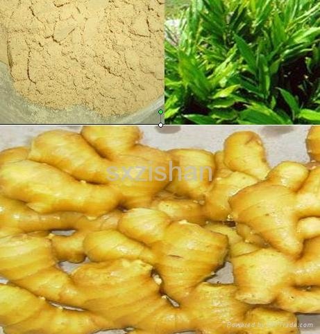 5%  6%  8% Ginger Root plant extract  