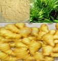 5%  6%  8% Ginger Root plant extract