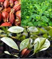 10% - 20% Gardenoside plant extract  1