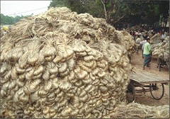 Sell Tossa and White Jute from Bangladesh